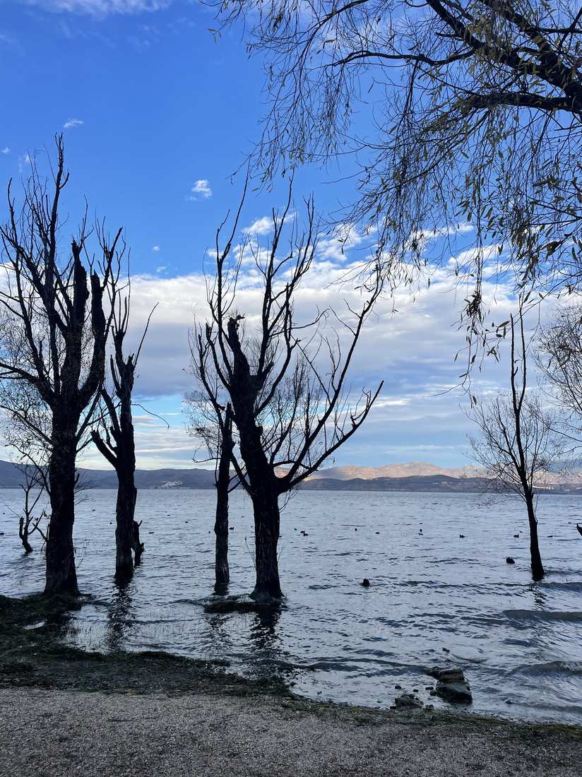 Bare water cypress trees standing in the shallows of Erhai Lake, with Cangshan in the distance
