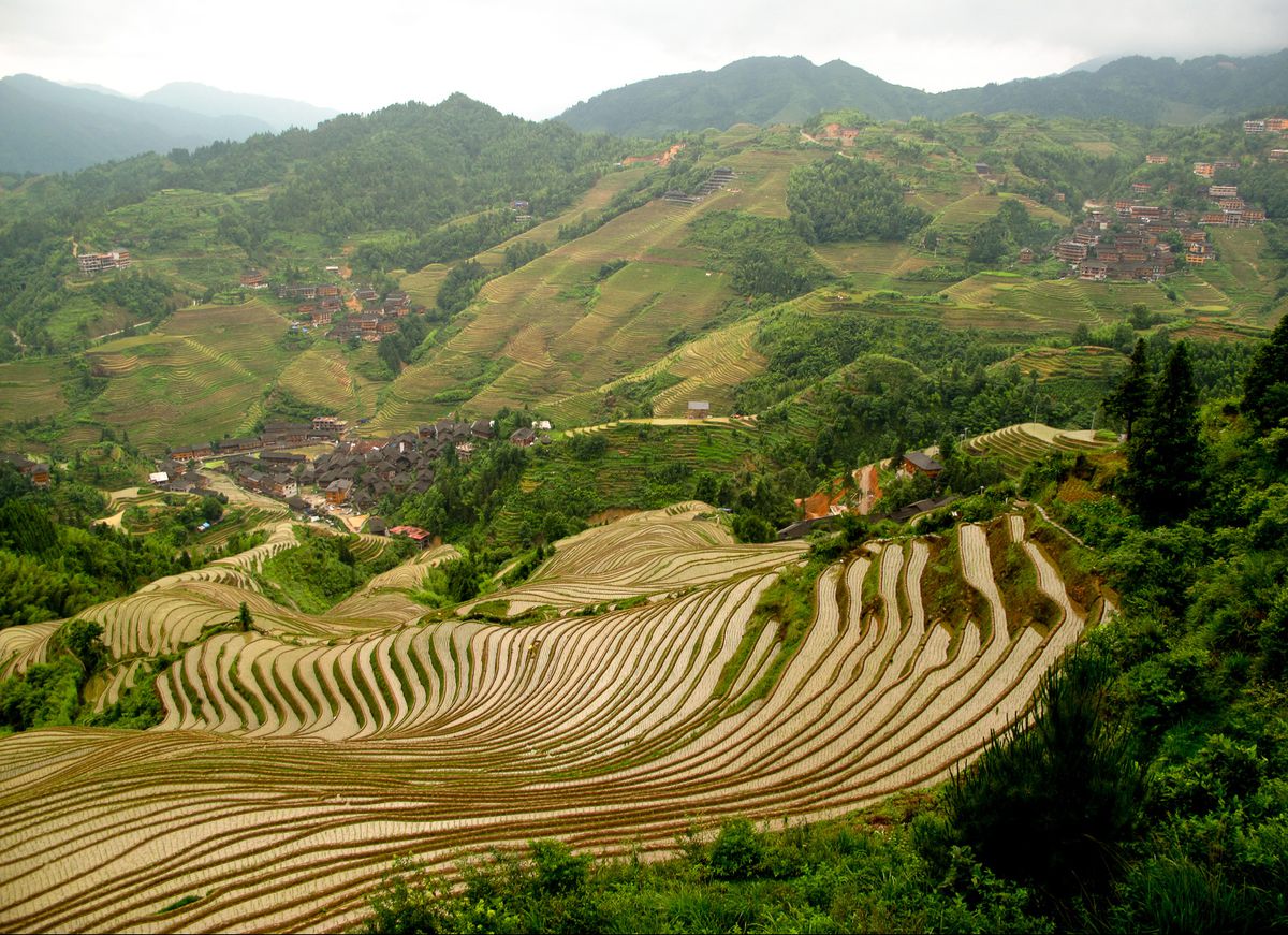 The Longji rice terraces curving across the hillsides above a village
