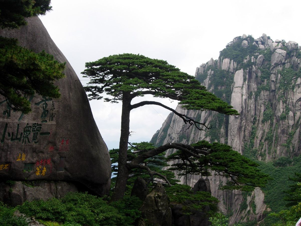 The Welcoming Pine at the Jade Screen area, the mountain's most famous tree